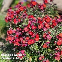 Erysimum 'Colour Vibe Red' 14 Erysimum 'Colour Vibe Red' -Garden Glory Sales ERYS COLOURVIB H49887