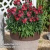 Erysimum 'Colour Vibe Red' 1 Erysimum 'Colour Vibe Red' -Garden Glory Sales ERYS COLOURVIB H49888
