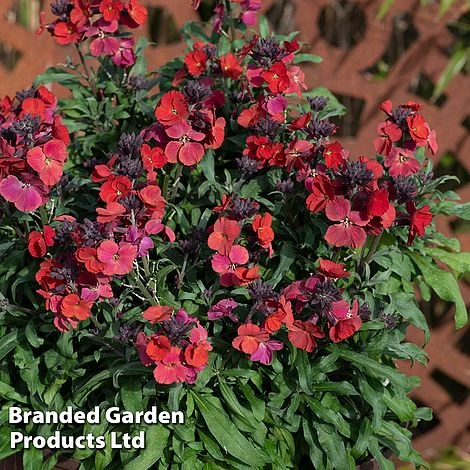 Erysimum 'Colour Vibe Red' 4 Erysimum 'Colour Vibe Red' - Image 2