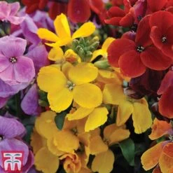 Wallflower 'Sugar Rush' 8 Wallflower 'Sugar Rush' -Garden Glory Sales ERYS SUGARRUSH T00663