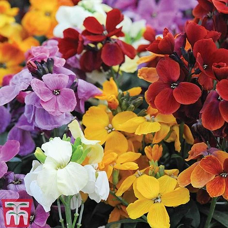 Wallflower 'Sugar Rush' 4 Wallflower 'Sugar Rush' - Image 2