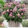 Escallonia Laevis 'Pink Elle' -Garden Glory Sales ESCA T80277 B1