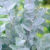 Eucalyptus Gunnii -Garden Glory Sales EUCA T58188 A h