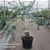 Eucalyptus Cinerea 'Silver Dollar' -Garden Glory Sales EUCA SILVERDOL S45649