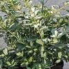 Euonymus Fortunei 'Blondy' -Garden Glory Sales EUON T58456 A h