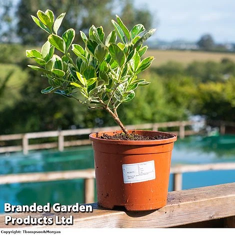 Euonymus Japonicus 'President Gauthier' 4 Euonymus Japonicus 'President Gauthier' - Image 2