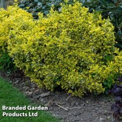 Evergreen Patio Shrub Collection -Garden Glory Sales EUON EMERALDGO W31756