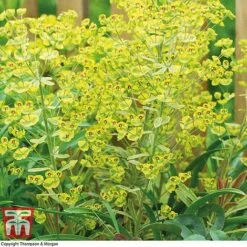 Euphorbia X Martini 'Ascot Rainbow' -Garden Glory Sales EUPH T62211 C