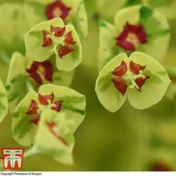 Euphorbia X Martini 'Ascot Rainbow' -Garden Glory Sales EUPH T62211 D