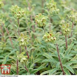 Euphorbia X Martini 'Ascot Rainbow' -Garden Glory Sales EUPH T62211 E