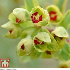 Euphorbia X Martini 'Ascot Rainbow' -Garden Glory Sales EUPH T62211 F