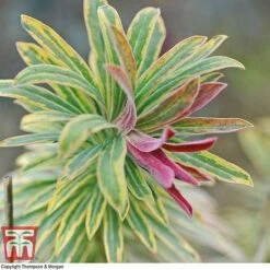 Euphorbia X Martini 'Ascot Rainbow' -Garden Glory Sales EUPH T62211 G