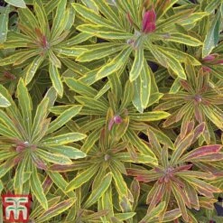Euphorbia X Martini 'Ascot Rainbow' -Garden Glory Sales EUPH T62211 H