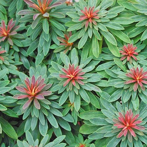 Euphorbia 'Rudolph' 4 Euphorbia 'Rudolph' - Image 2