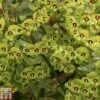 Euphorbia X Martini 1 Euphorbia X Martini -Garden Glory Sales EUPH T82206 A