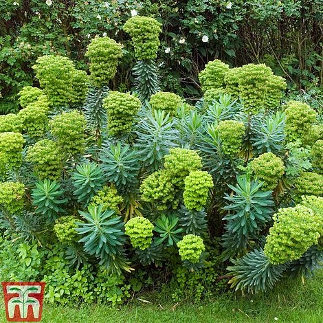 Euphorbia X Martini 4 Euphorbia X Martini - Image 2