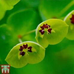 Euphorbia X Martini 7 Euphorbia X Martini -Garden Glory Sales EUPH T82206 C