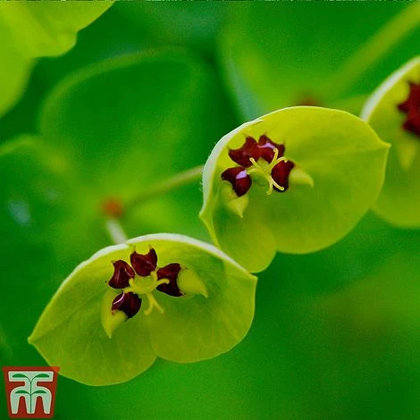 Euphorbia X Martini 5 Euphorbia X Martini - Image 3