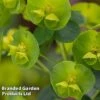Euphorbia Amygdaloides Var. Robbiae 2 Euphorbia Amygdaloides Var. Robbiae -Garden Glory Sales EUPH ROBBIAE W50533