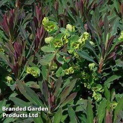 Euphorbia Martinii 'Walberton's Ruby Glow' -Garden Glory Sales EUPH RUBYGLOW S45001