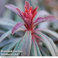 Euphorbia Martinii 'Walberton's Ruby Glow' -Garden Glory Sales EUPH RUBYGLOW T01793