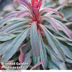 Euphorbia Martinii 'Walberton's Ruby Glow' -Garden Glory Sales EUPH RUBYGLOW T01794