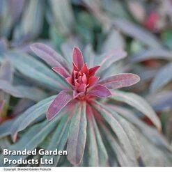 Euphorbia Martinii 'Walberton's Ruby Glow' -Garden Glory Sales EUPH RUBYGLOW T01795