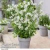 Exochorda 'Blushing Pearl' -Garden Glory Sales EXOC BLUSHINGP H39576