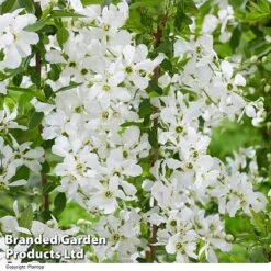 Exochorda 'Blushing Pearl' -Garden Glory Sales EXOC BLUSHINGP H39579