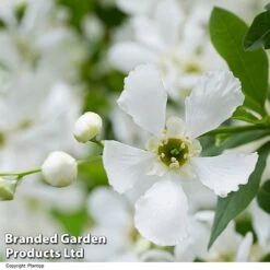 Exochorda 'Blushing Pearl' -Garden Glory Sales EXOC BLUSHINGP H39619