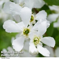 Exochorda 'Blushing Pearl' -Garden Glory Sales EXOC BLUSHINGP H39620