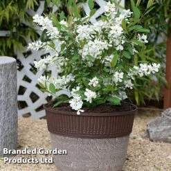 Exochorda 'Blushing Pearl' -Garden Glory Sales EXOC BLUSHINGP S34265