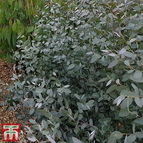 Eucalyptus Gunnii 'Silverana' 4 Eucalyptus Gunnii 'Silverana' - Image 2