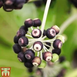 Fatsia Japonica 16 Fatsia Japonica -Garden Glory Sales FATS T58117 D