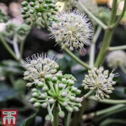 Fatsia Japonica 17 Fatsia Japonica -Garden Glory Sales FATS T58117 E