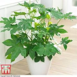 Fatsia Japonica 13 Fatsia Japonica -Garden Glory Sales FATS T58117 G