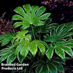 Fatsia Japonica 'Spiders Web' 18 Fatsia Japonica 'Spiders Web' -Garden Glory Sales FATS SPIDERWEB L27144
