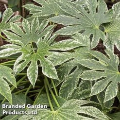 Fatsia Japonica 'Spiders Web' 19 Fatsia Japonica 'Spiders Web' -Garden Glory Sales FATS SPIDERWEB L27145