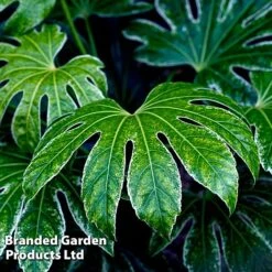 Fatsia Japonica 'Spiders Web' 21 Fatsia Japonica 'Spiders Web' -Garden Glory Sales FATS SPIDERWEB L271471