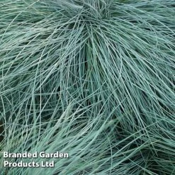 Colourful Ornamental Grass Collection -Garden Glory Sales FEST GLAUCA W48105