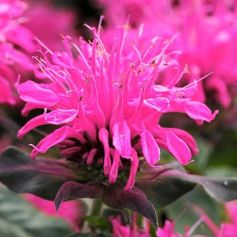 Monarda Balmy Rose 5 Monarda Balmy Rose - Image 3