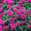 Monarda Balmy Rose -Garden Glory Sales FLSMON38350