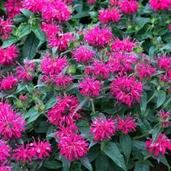 Monarda Balmy Rose