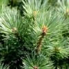 Pinus Sylvestris 'Watereri' -Garden Glory Sales FLSPIN34891