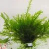 Fontinalis Antipyretica (Oxygenating Aquatic) -Garden Glory Sales FONT T78160 A h
