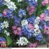 Forget-Me-Not Mixed -Garden Glory Sales FORG TKA7245 A