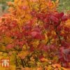 Fothergilla Major -Garden Glory Sales FORS T62045 C