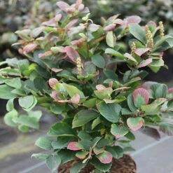 Fothergilla Major 8 Fothergilla Major -Garden Glory Sales FOTH T62045 A h