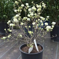 Fothergilla Major 9 Fothergilla Major -Garden Glory Sales FOTH T62045 B h