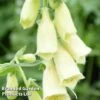 Foxglove Grandiflora Carillon -Garden Glory Sales FOXG KA5145 A